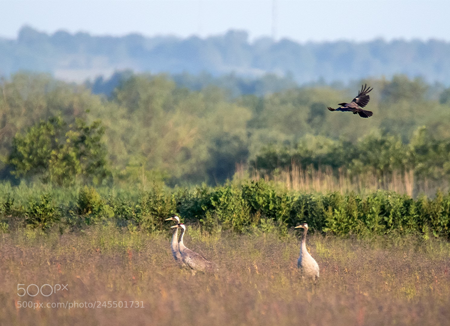 Canon EOS 7D Mark II sample photo. Cranes photography