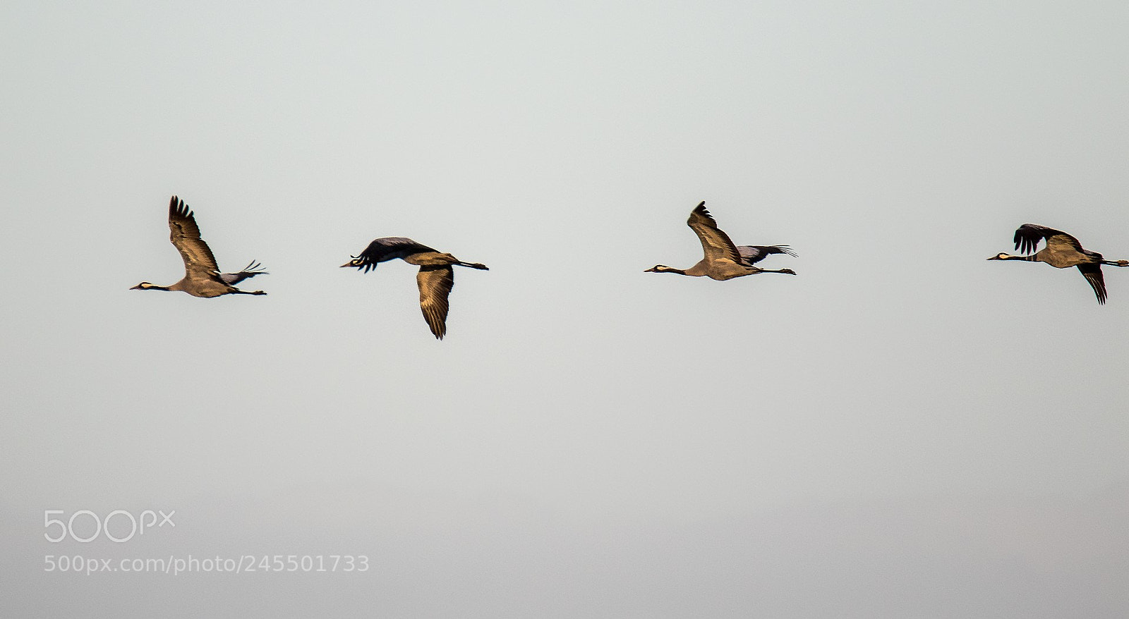 Canon EOS 7D Mark II sample photo. Cranes photography