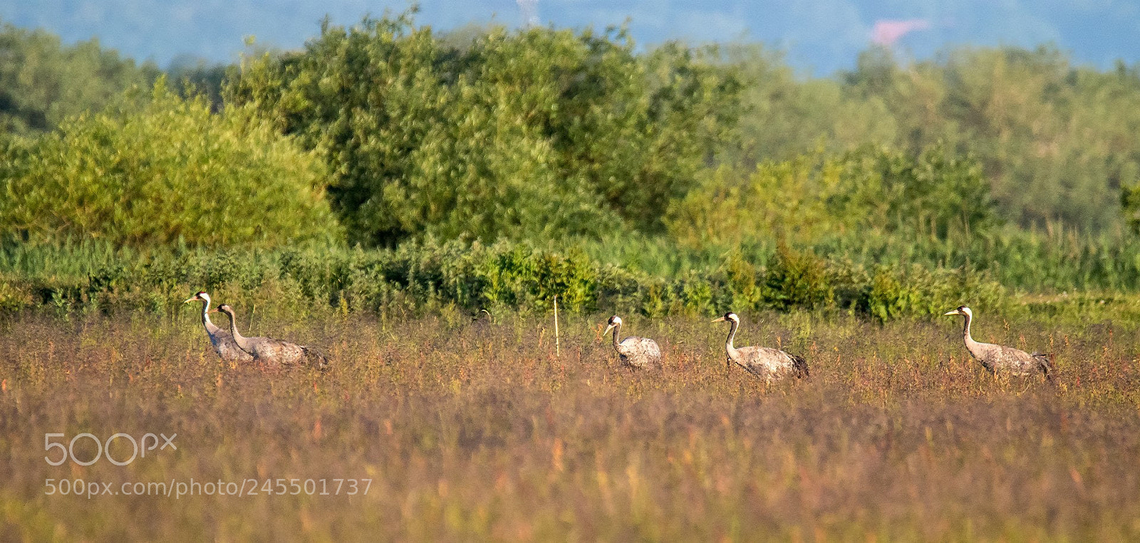 Canon EOS 7D Mark II sample photo. Cranes photography