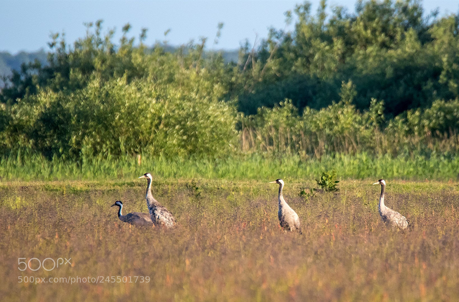 Canon EOS 7D Mark II sample photo. Cranes photography