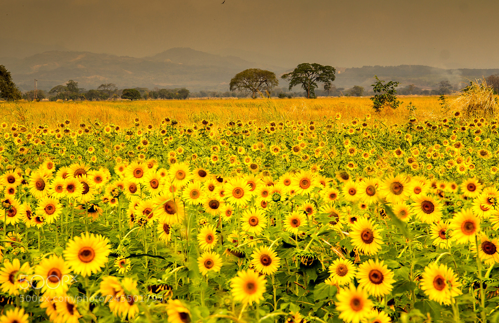 Canon EOS 60D sample photo. Campo de girasoles photography