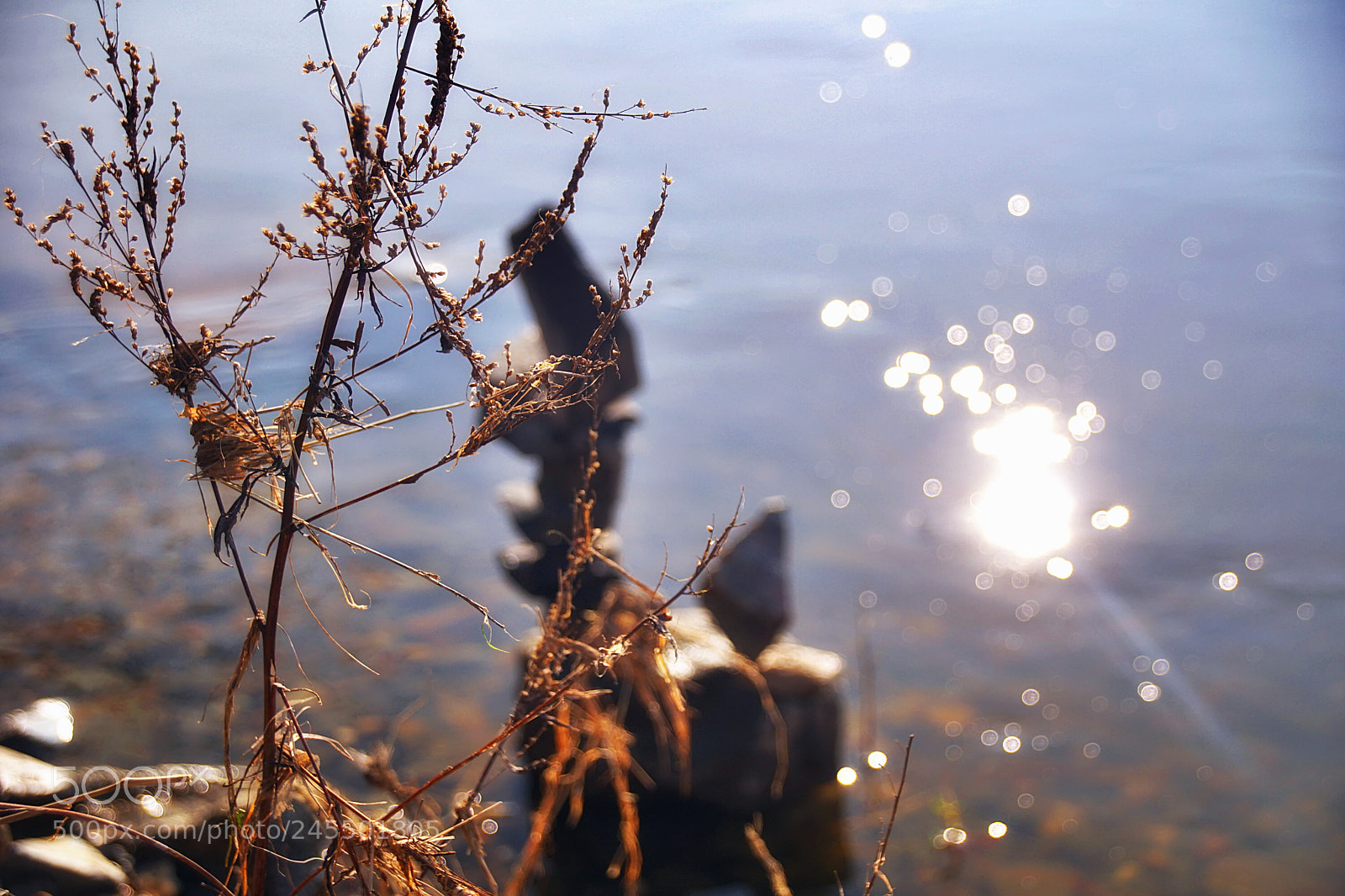 Sony ILCA-77M2 sample photo. Sunlight in winter photography