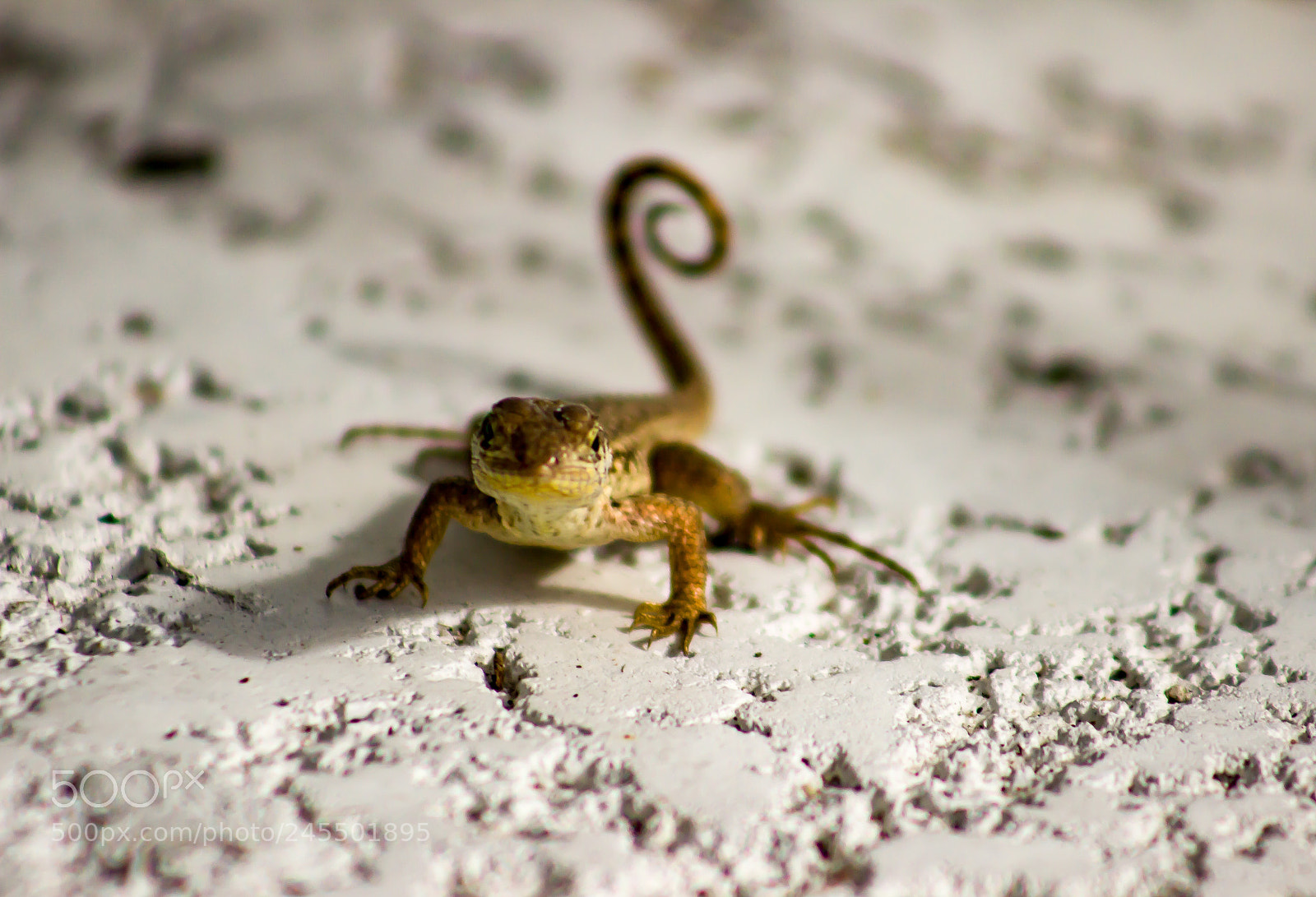 Canon EOS 600D (Rebel EOS T3i / EOS Kiss X5) sample photo. Little monster in the photography