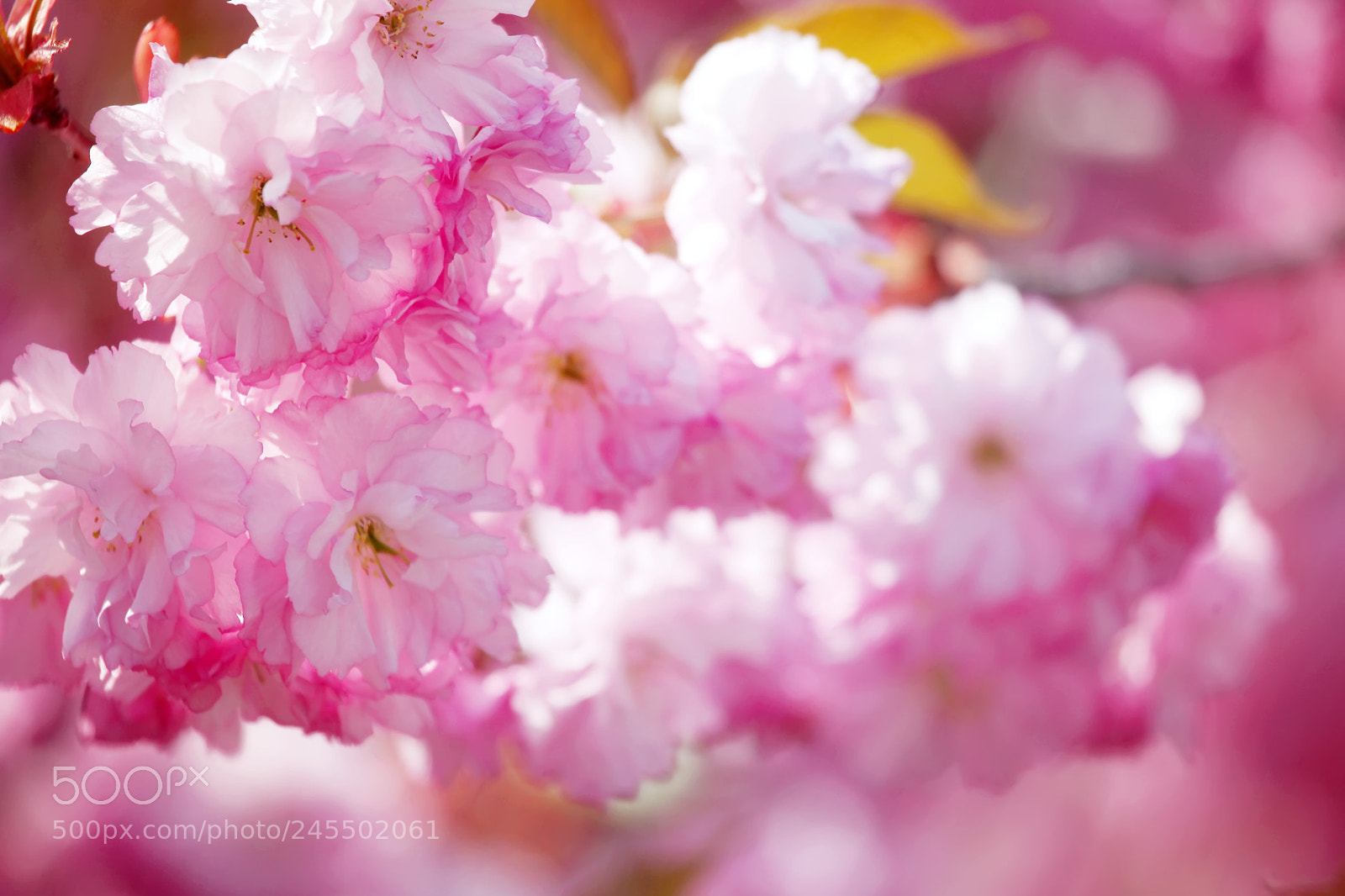 Canon EOS 5D Mark II sample photo. Spring blossom... i miss photography