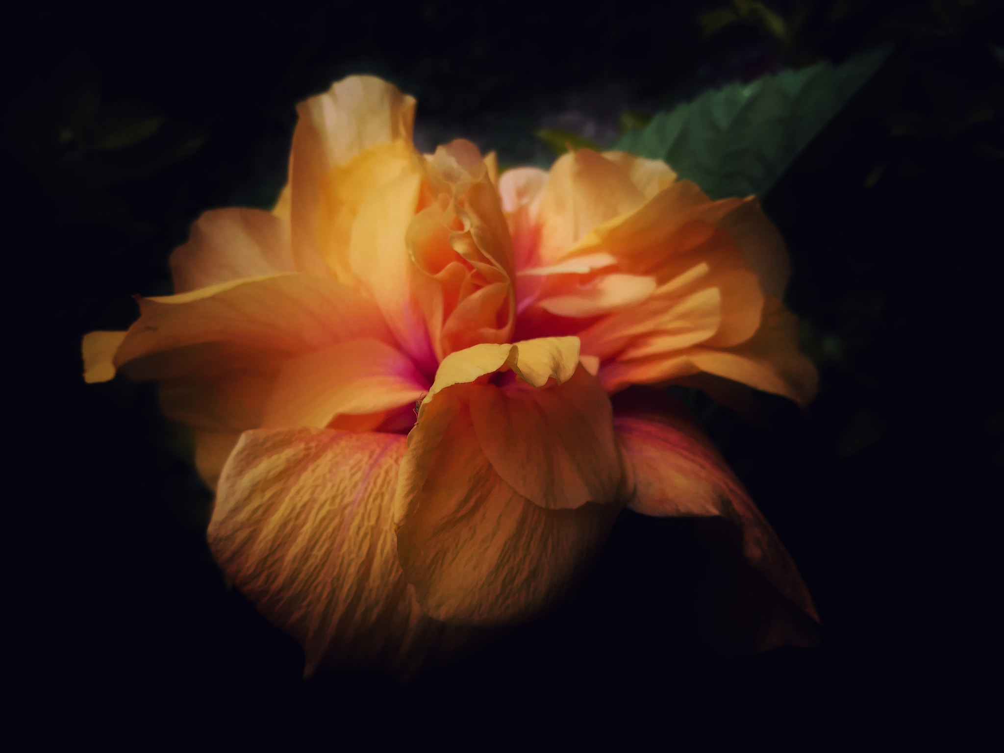 HUAWEI MATE 9 LITE sample photo. Hibisco doble photography