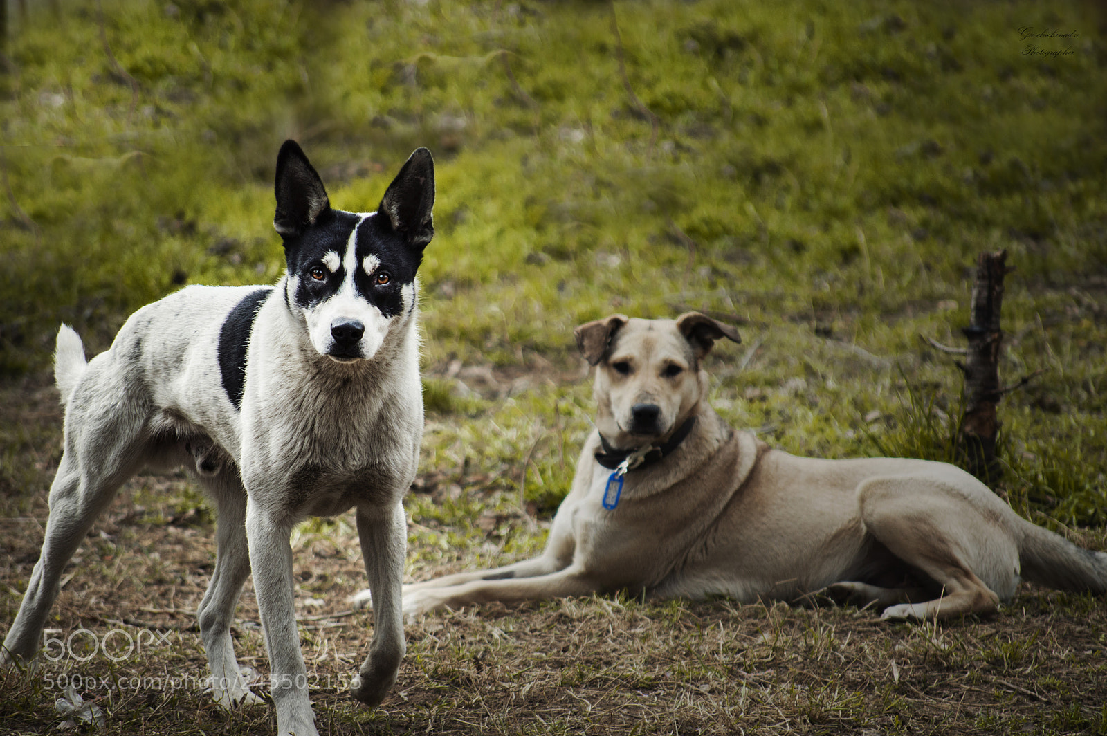 Nikon D3200 sample photo. Untitled photography