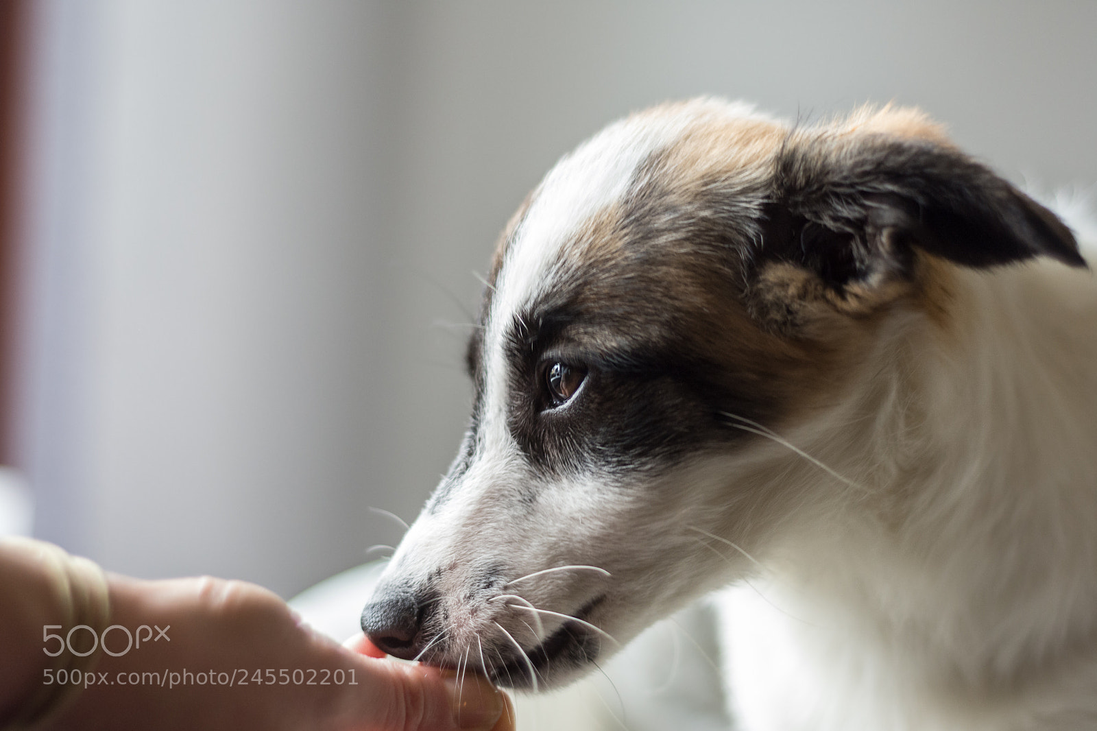 Nikon D7200 sample photo. Confidence photography
