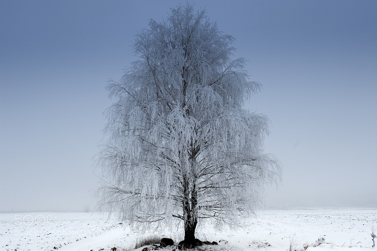 Nikon D3 sample photo. Hoarfrost photography