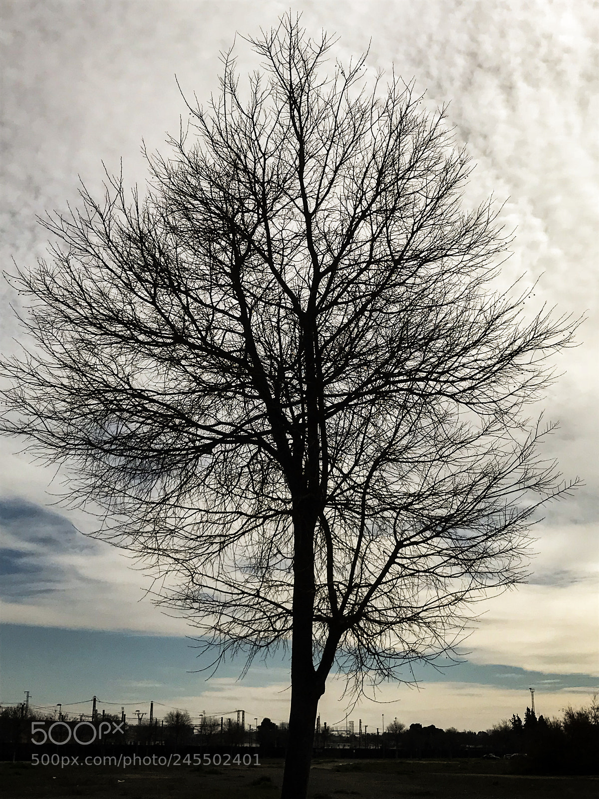 Apple iPhone 7 sample photo. Árbol photography