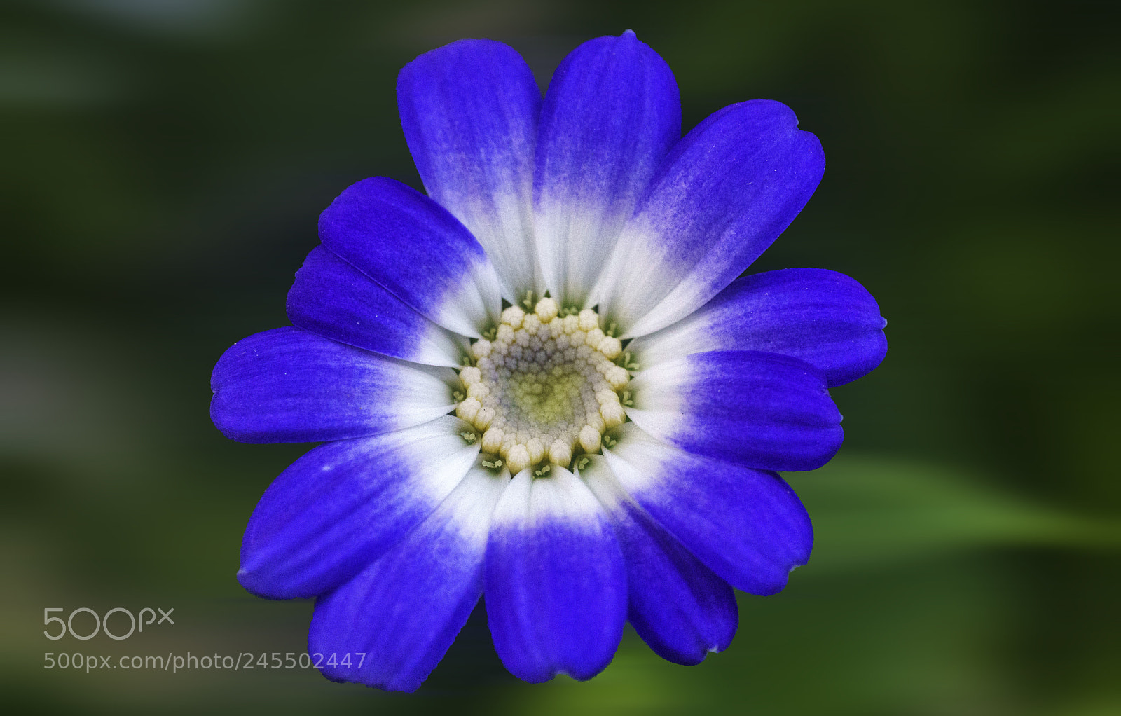 Sony a7R II sample photo. Blue and white beauty .. photography
