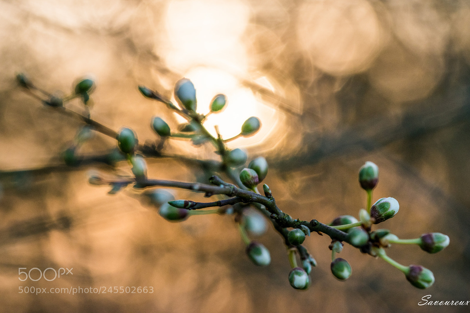 Nikon D5500 sample photo. *** photography