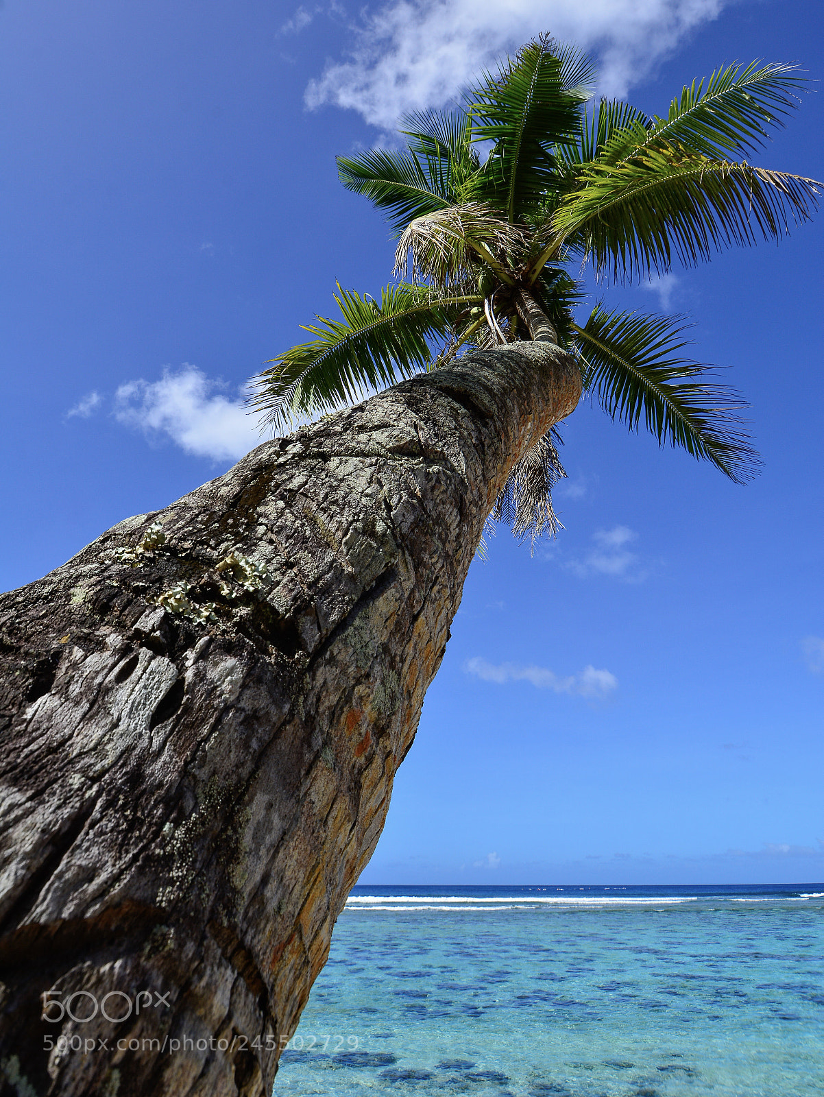 Nikon D7100 sample photo. Coconut palm photography