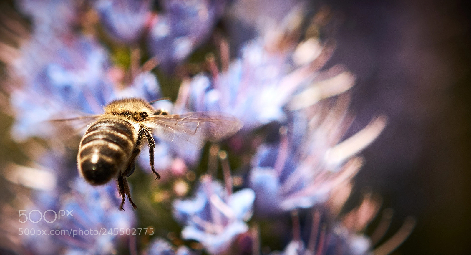 Sony a7R II sample photo. On my way photography