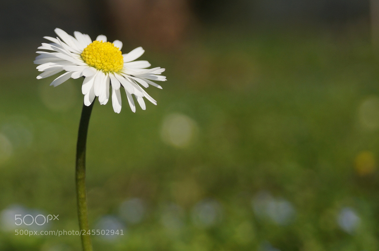 Sony SLT-A58 sample photo. Daisy photography