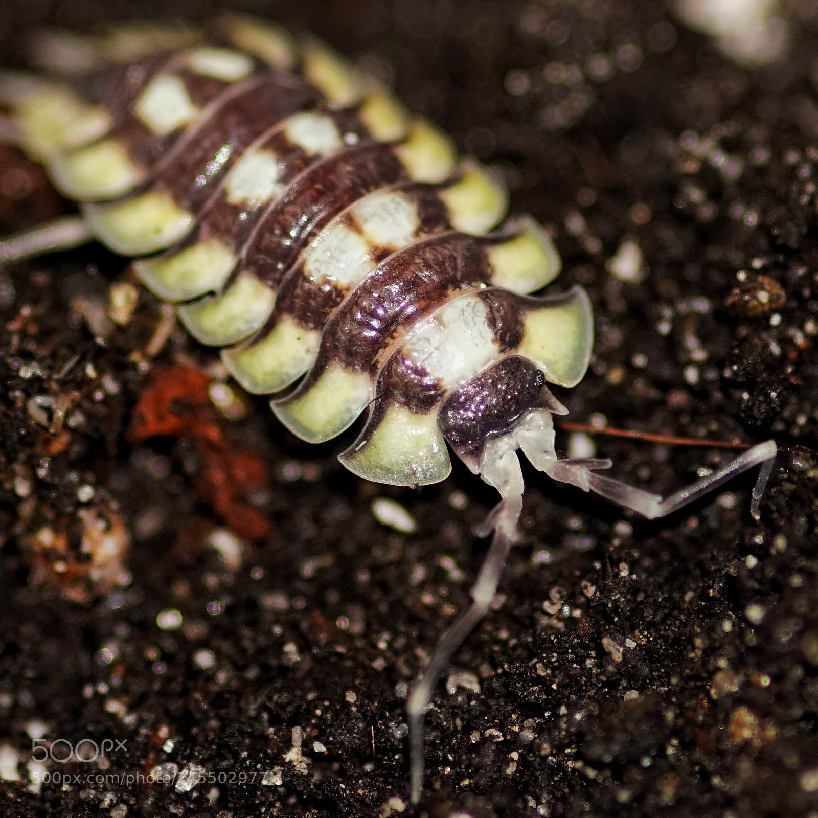 Sony a6300 sample photo. Isopod photography