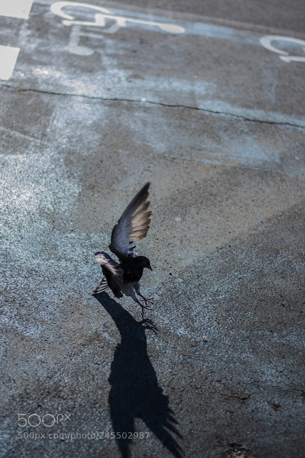 Nikon D7200 sample photo. Dove photography