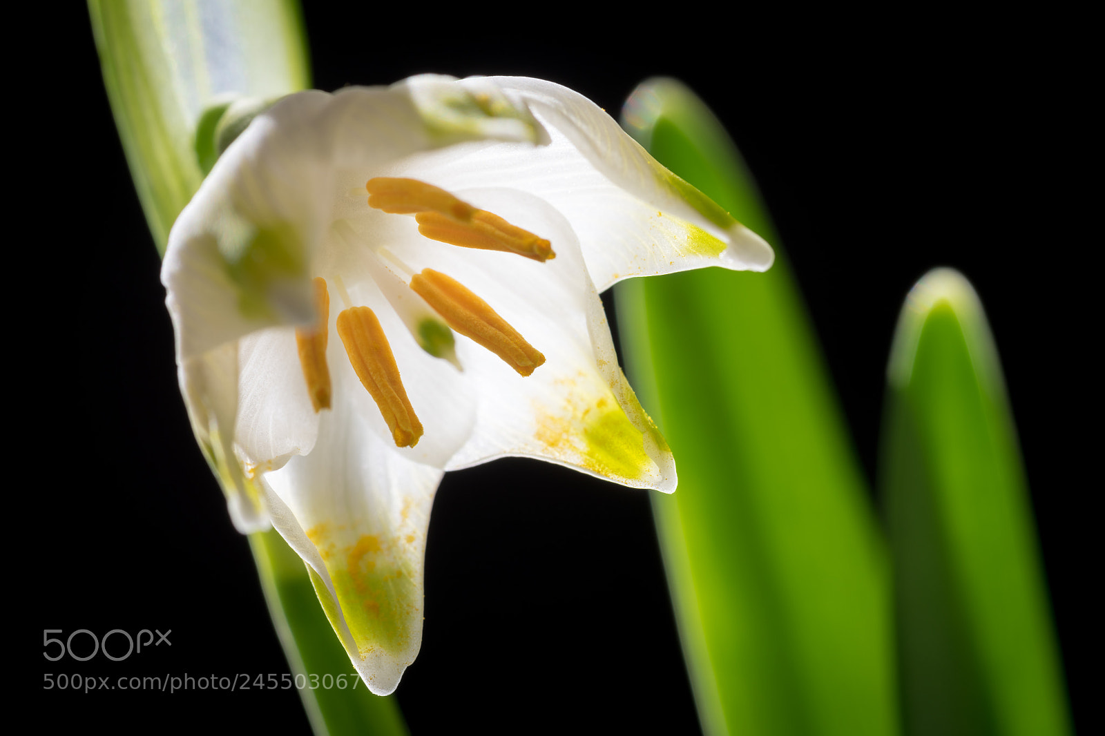 Nikon D850 sample photo. Leucojum vernum photography