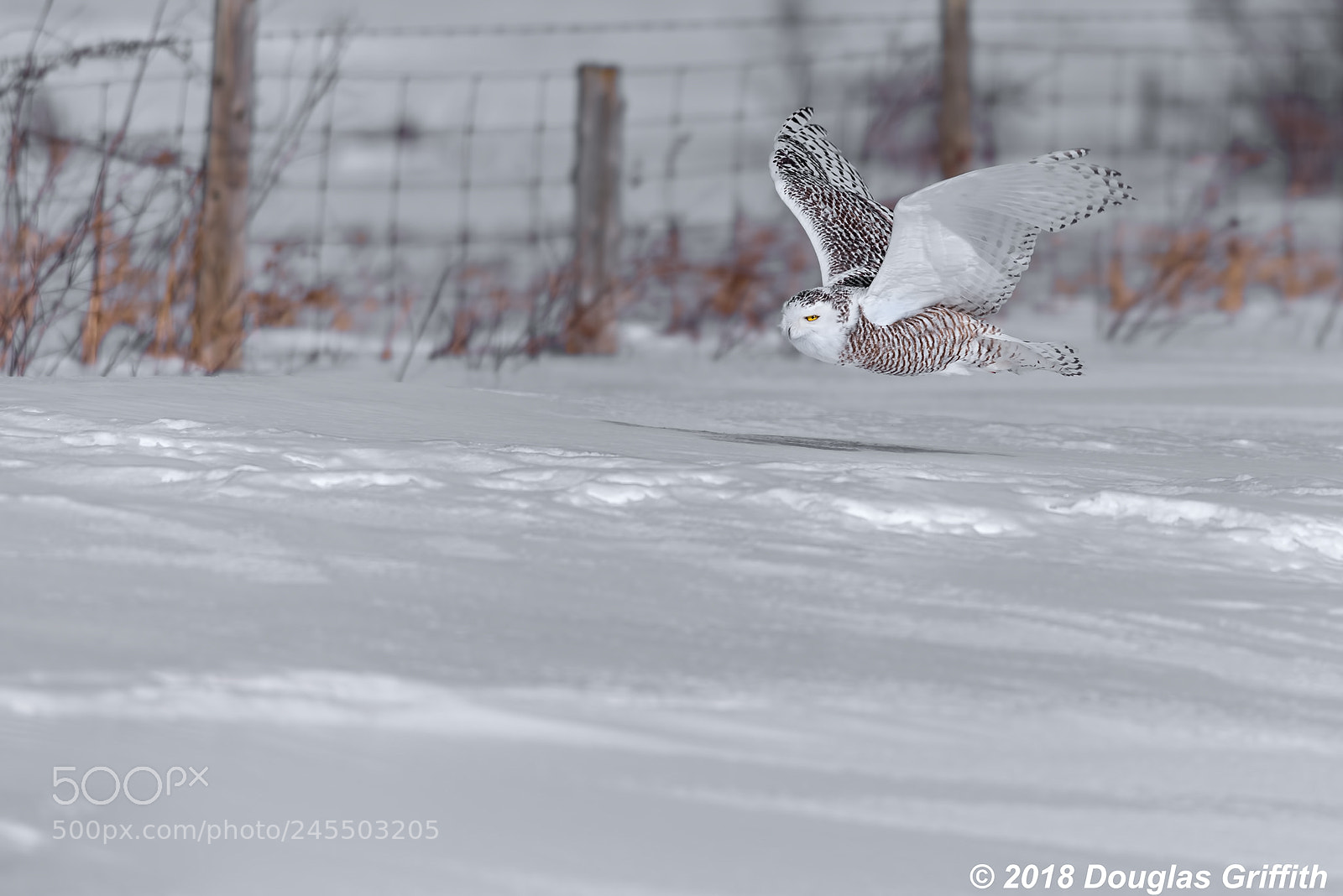 Nikon D810 sample photo. Female snowy owl bubo photography