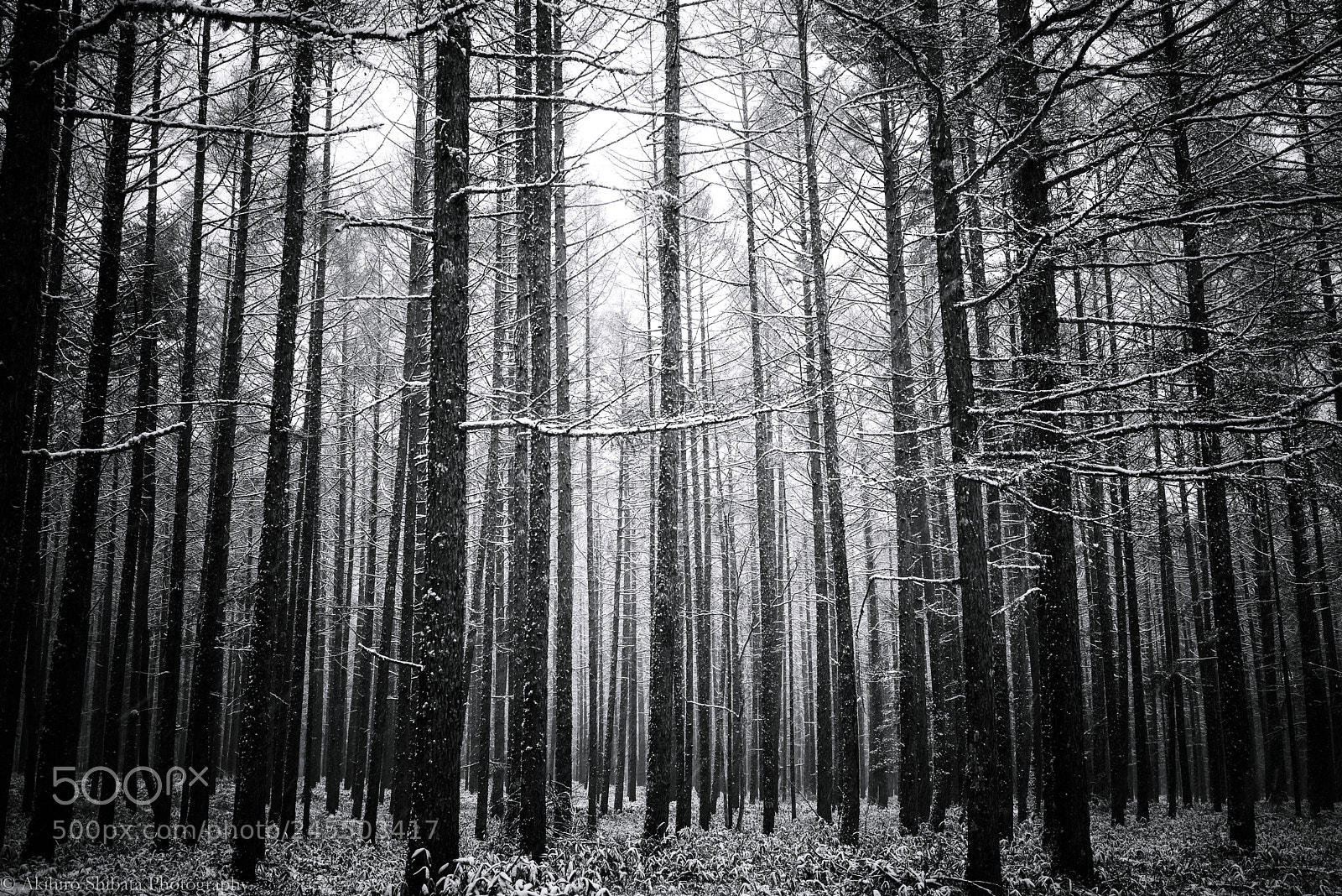 Pentax K-1 sample photo. Winter forest photography