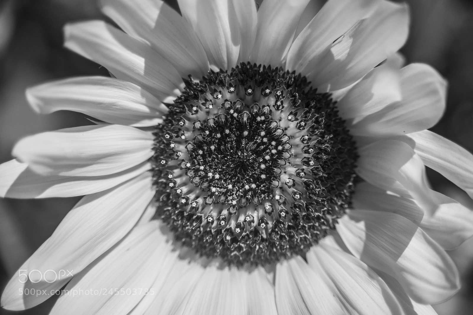 Nikon D800 sample photo. Floral photography in milos photography