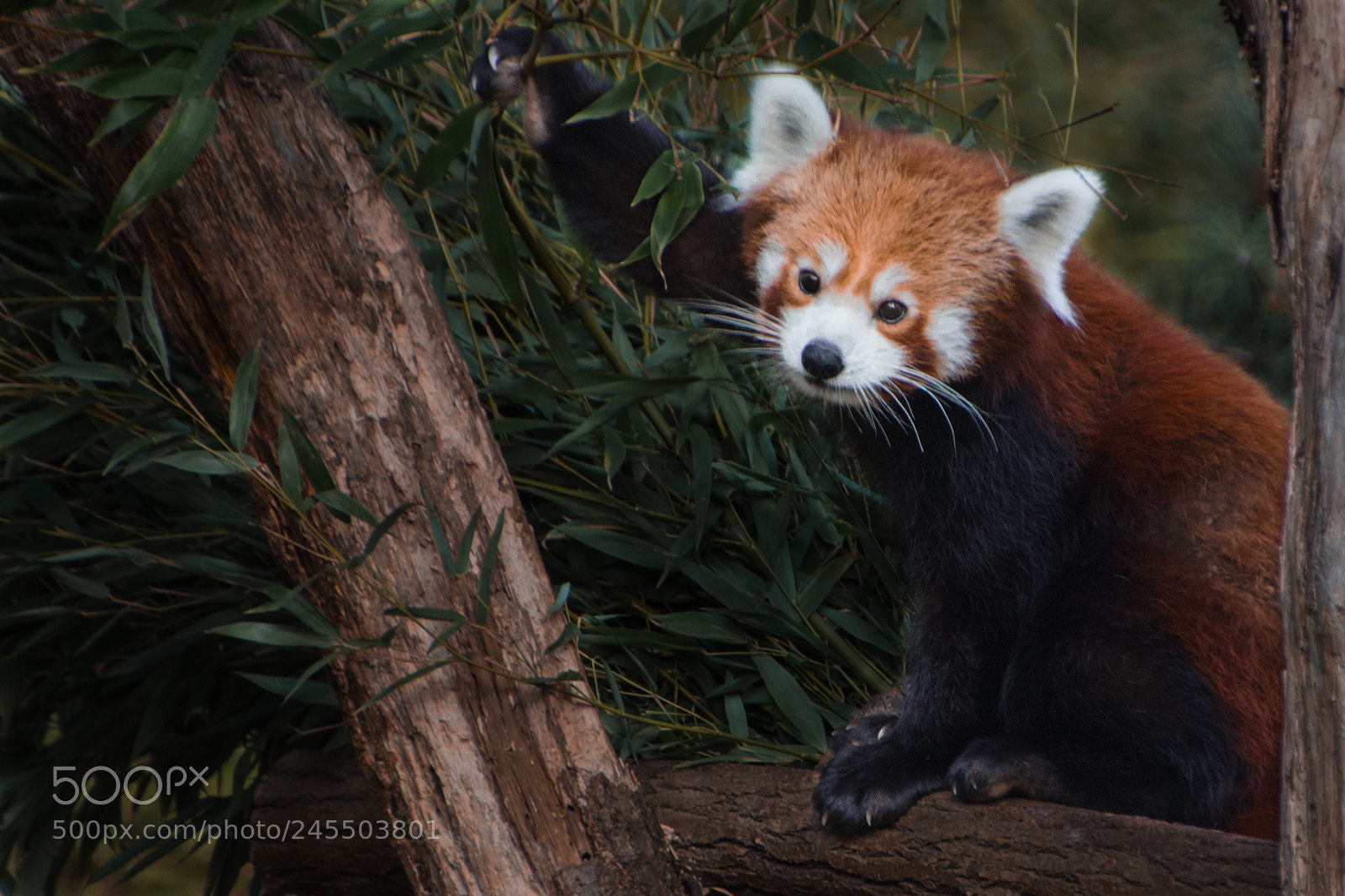 Canon EOS 700D (EOS Rebel T5i / EOS Kiss X7i) sample photo. Red panda photography