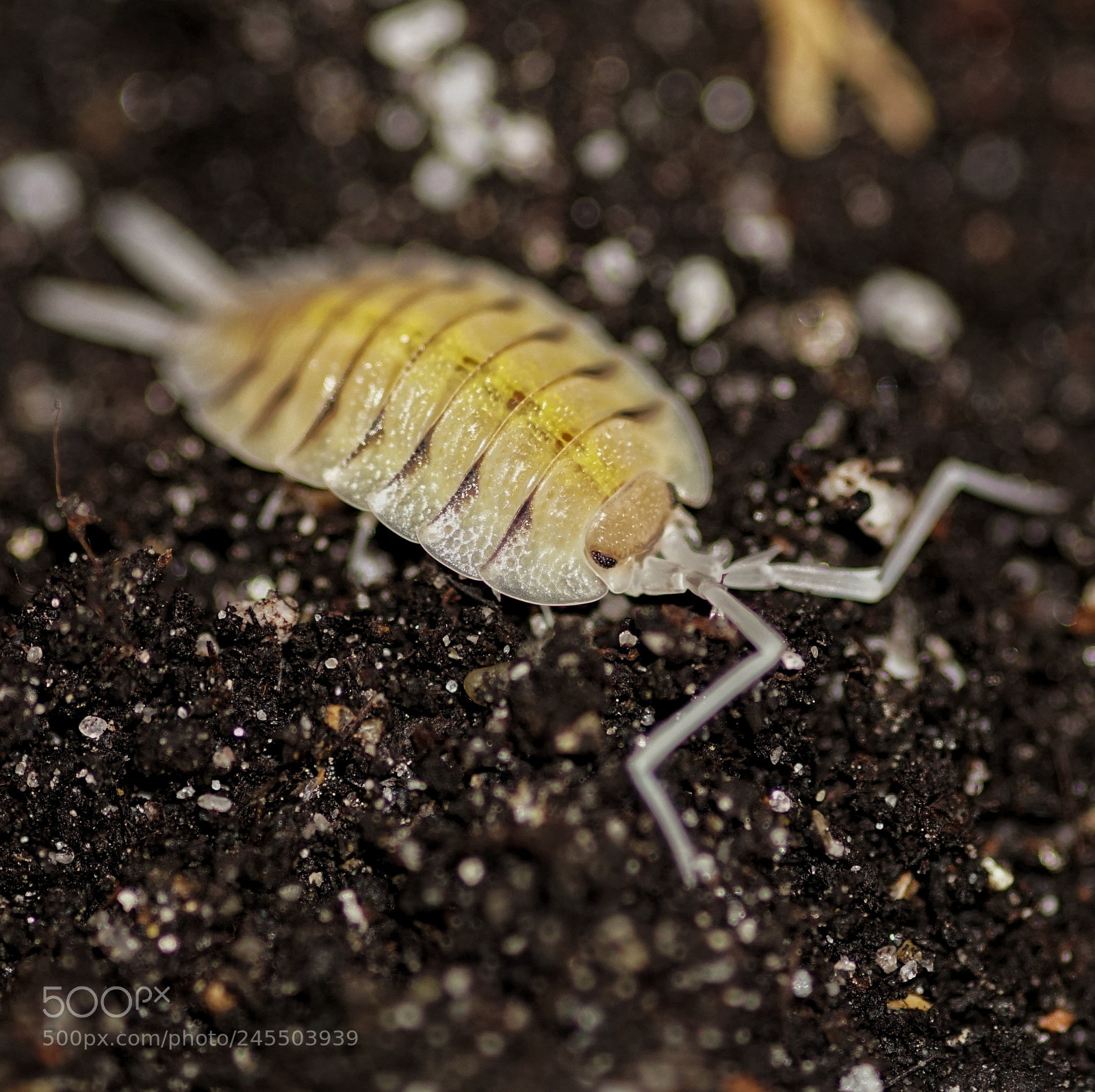 Sony a6300 sample photo. Isopod photography