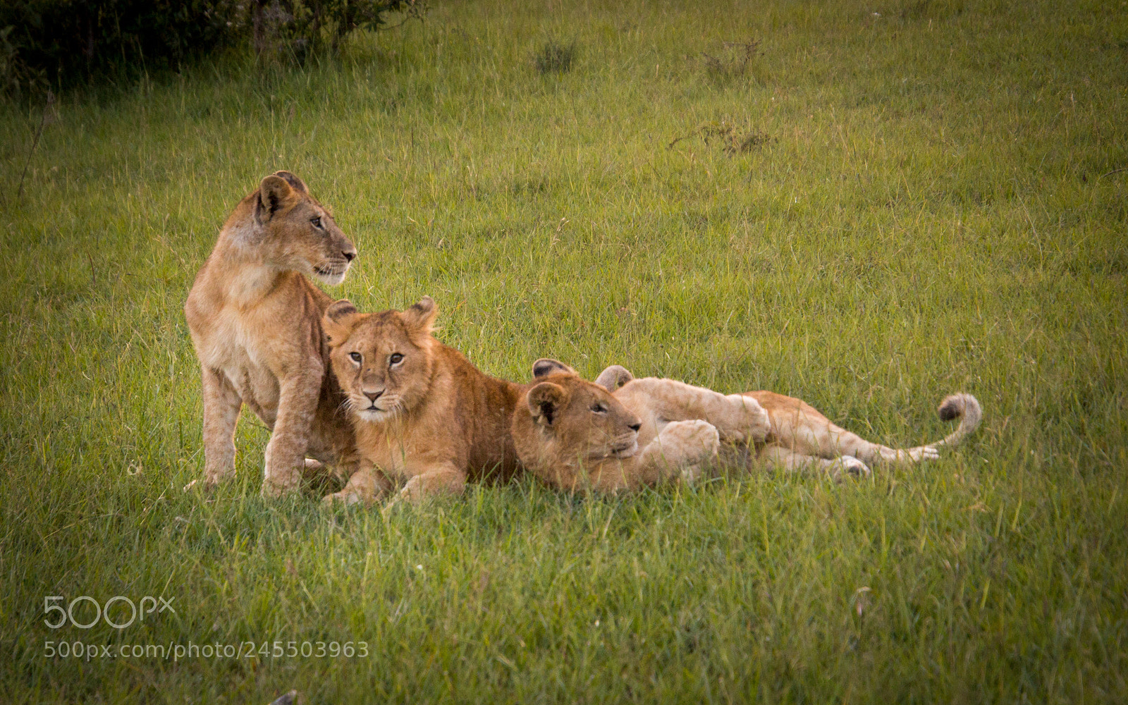 Canon EOS 700D (EOS Rebel T5i / EOS Kiss X7i) sample photo. Lions photography