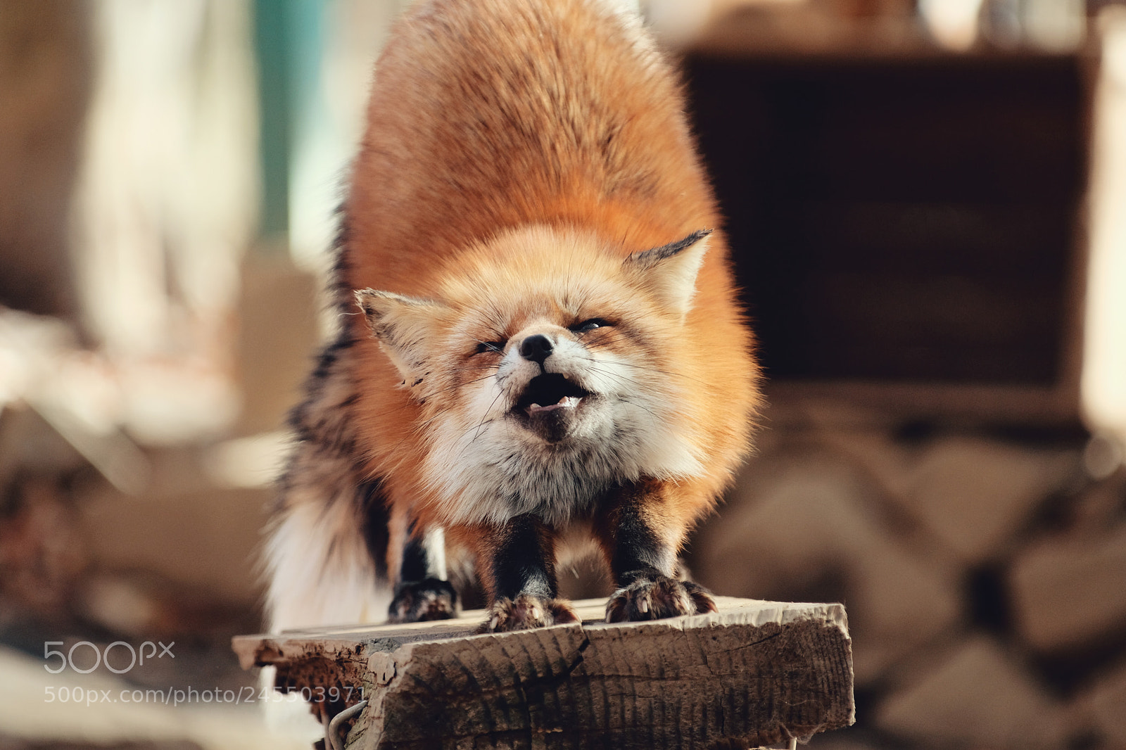 Fujifilm X-Pro2 sample photo. Red fox：北狐 photography