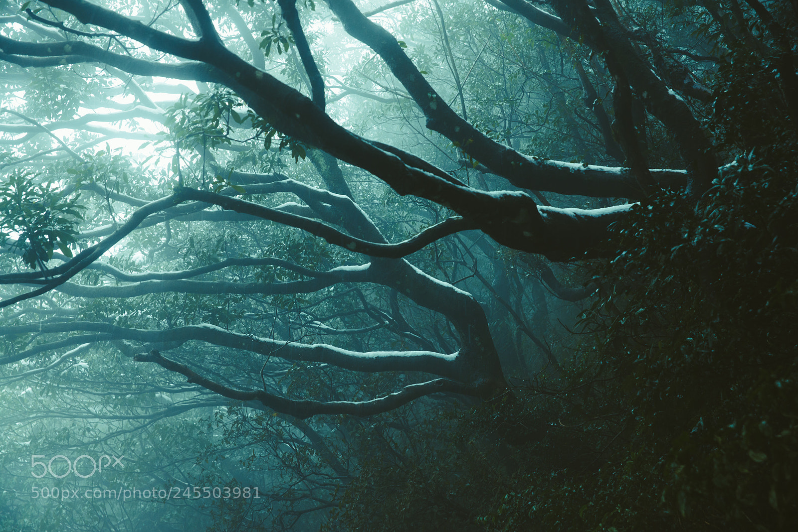 Nikon D600 sample photo. Fog tree photography