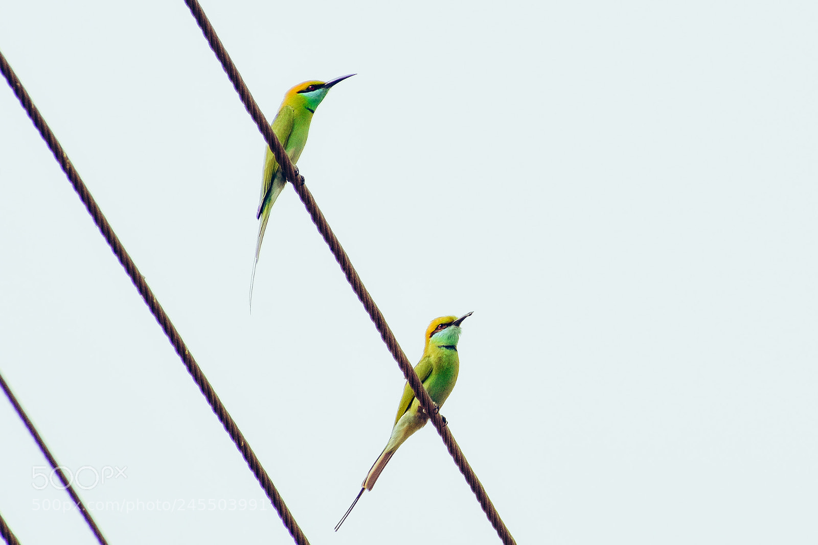 Nikon D3400 sample photo. Green bee-eater photography