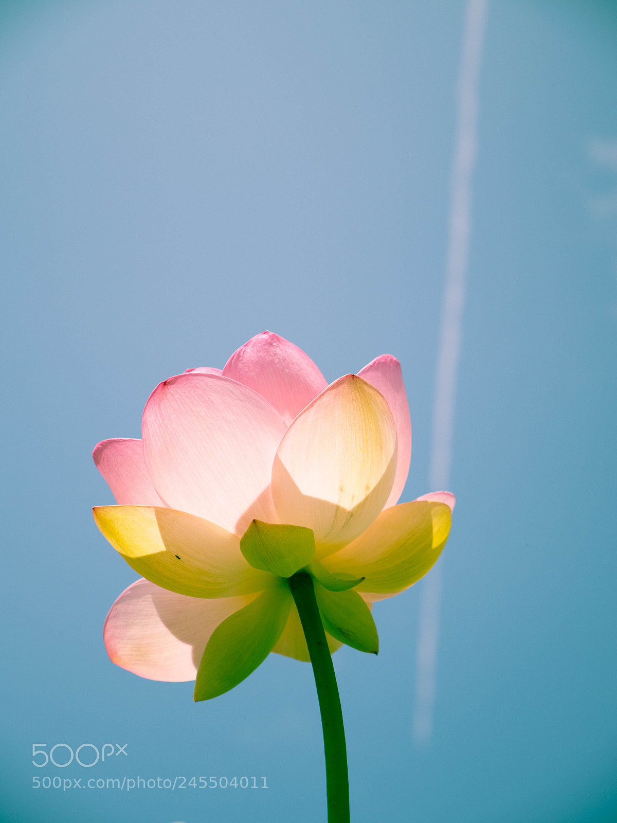 Panasonic Lumix DMC-GH4 sample photo. White line photography