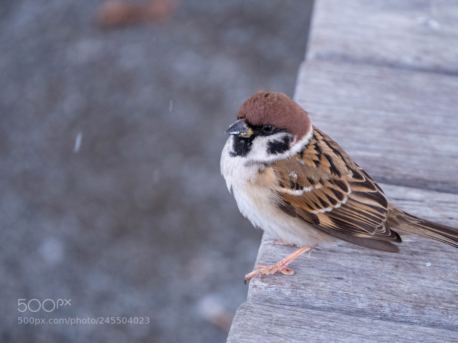 Panasonic Lumix DMC-GH4 sample photo. Feather rest with me photography