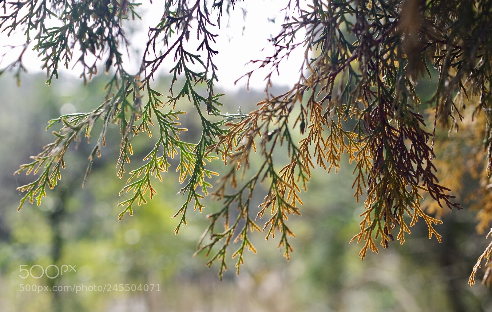 Pentax K-30 sample photo. Untitled photography
