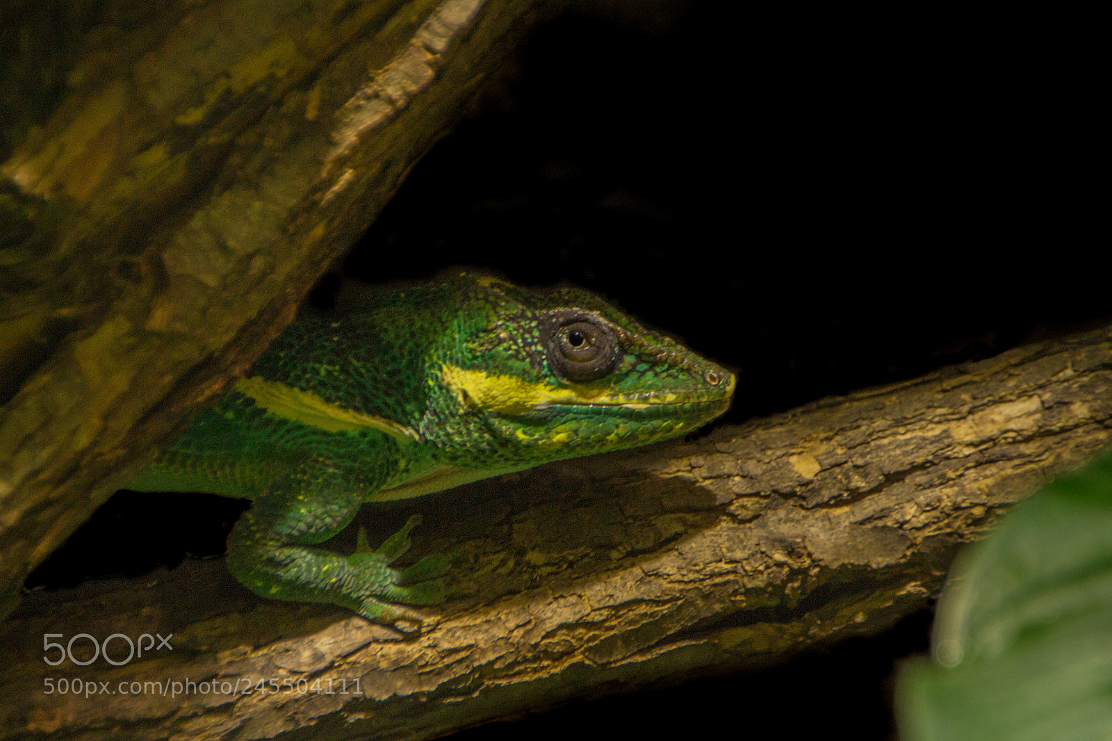 Canon EOS 700D (EOS Rebel T5i / EOS Kiss X7i) sample photo. Saurian photography