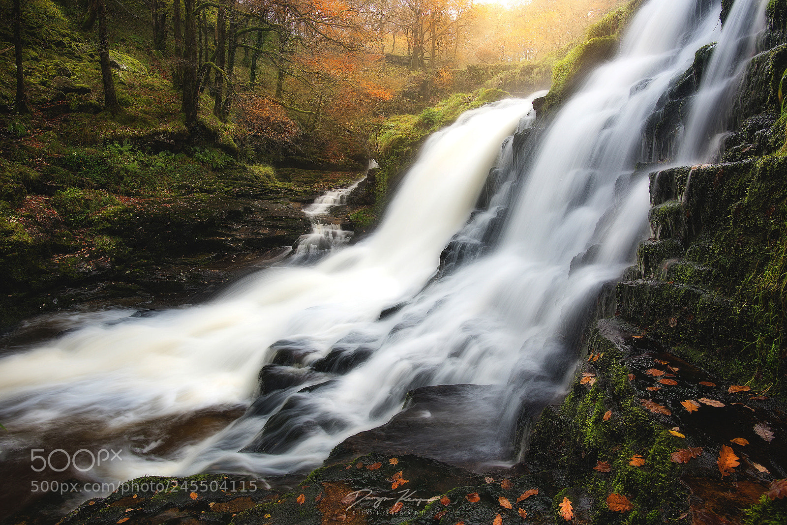 Nikon D810 sample photo. Autumn frenzy photography