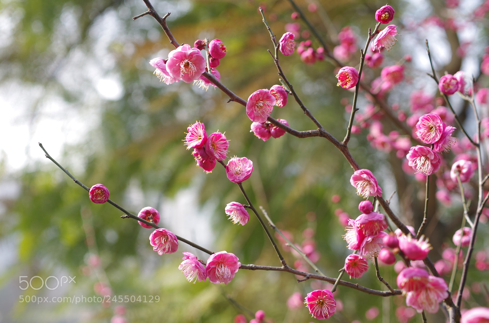 Pentax K-30 sample photo. 红梅花开了。 photography