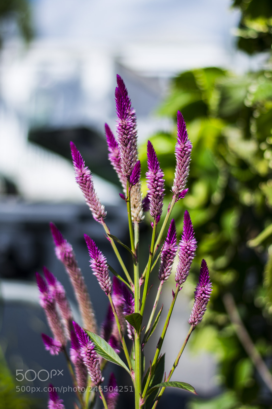 Nikon D7200 sample photo. Flower photography