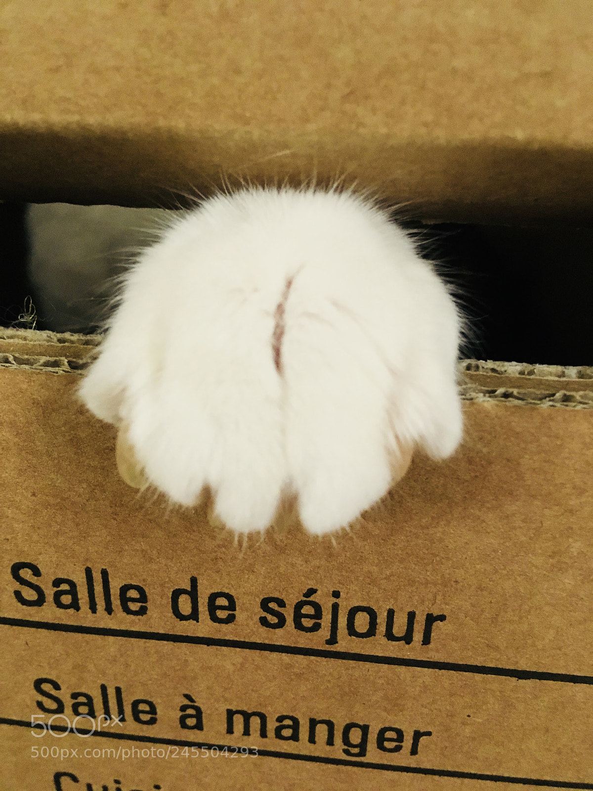 Apple iPhone SE sample photo. Cat in the box photography