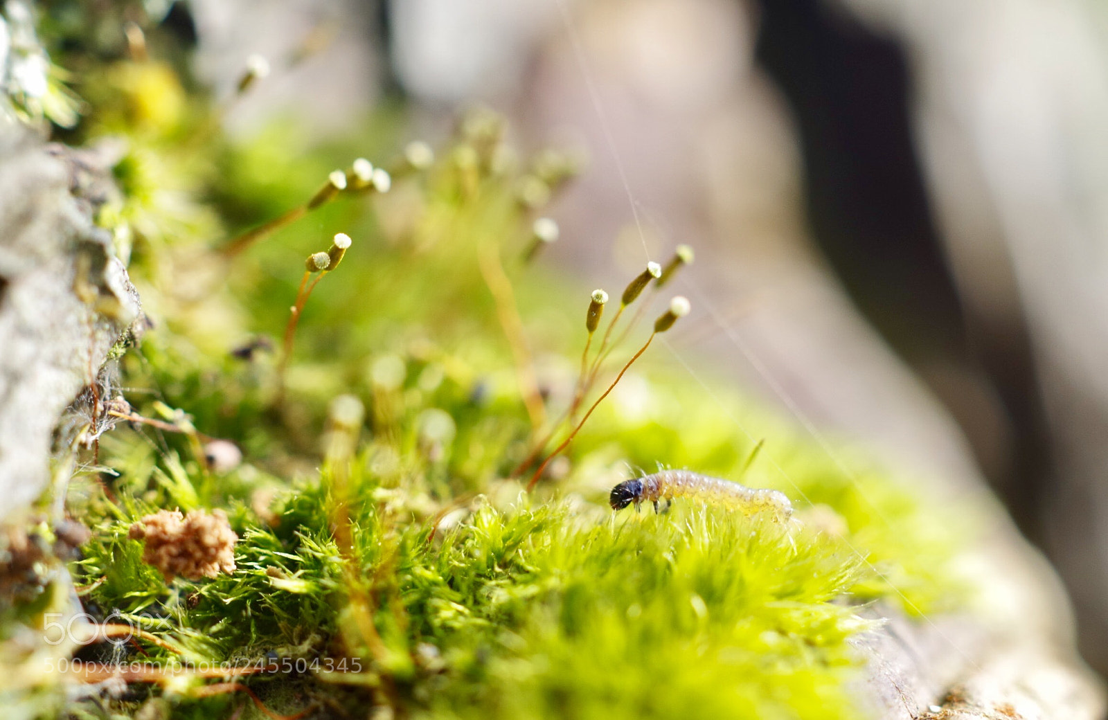 Pentax K-30 sample photo. 葫芦藓和虫子。 photography