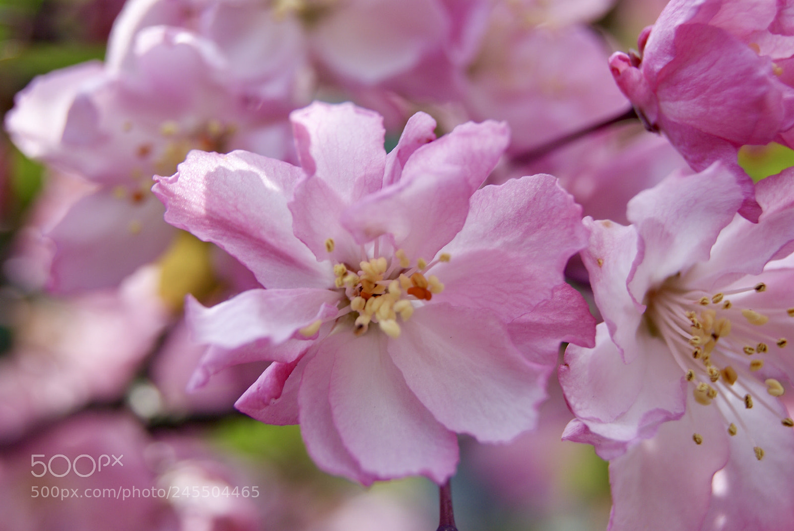 Sony Alpha DSLR-A330 sample photo. 市川の桜 photography