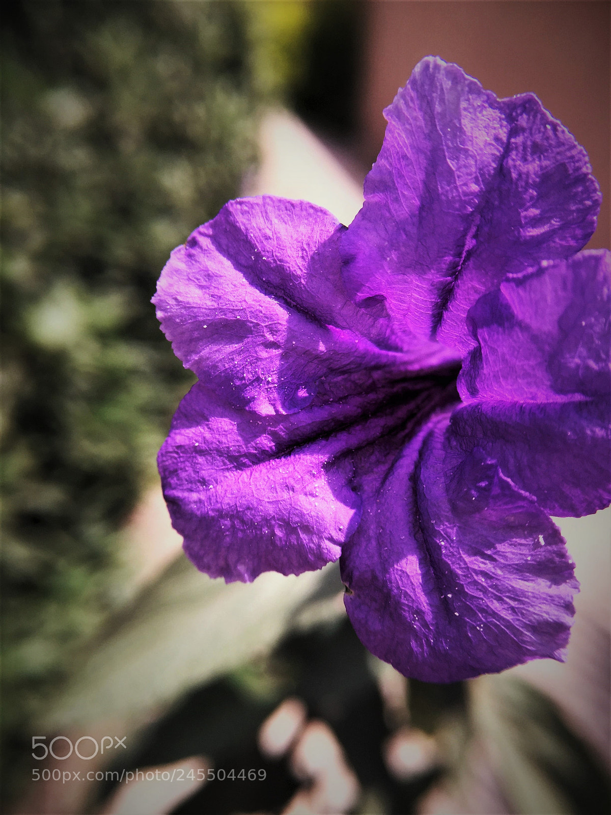 Apple iPhone 6 Plus sample photo. Study on a morning photography