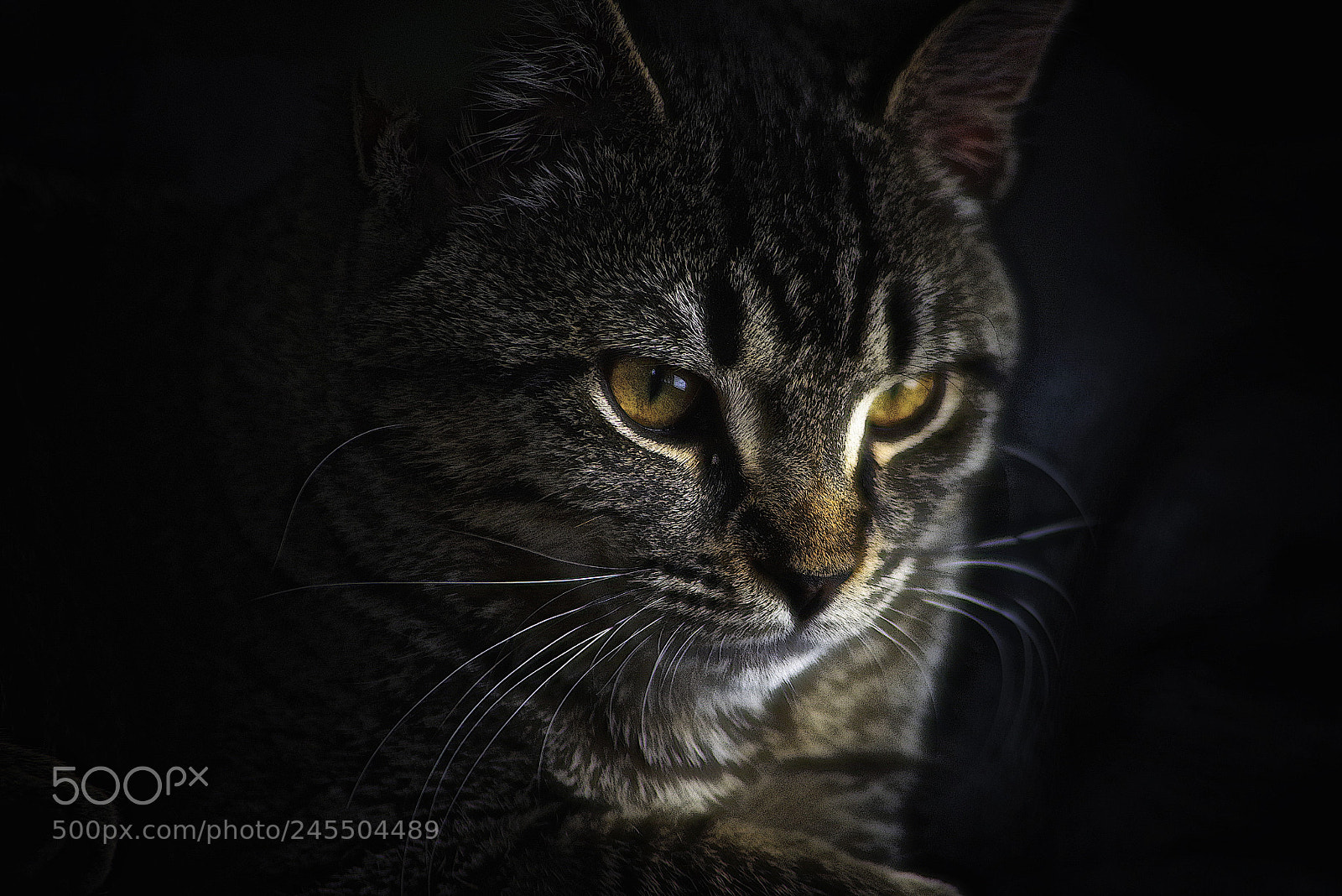 Pentax K-1 sample photo. The lion within photography