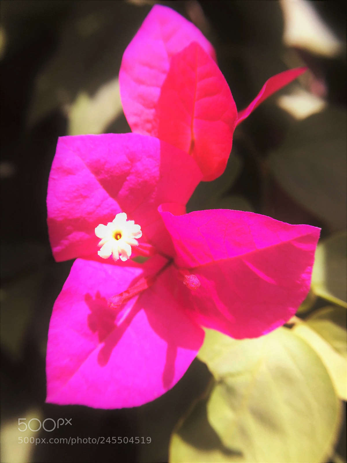Apple iPhone 6 Plus sample photo. Study on a morning photography