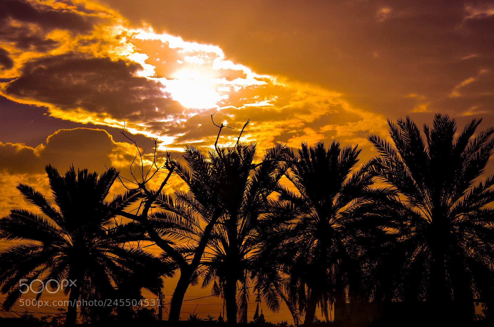 Nikon D5100 sample photo. The palms in the photography