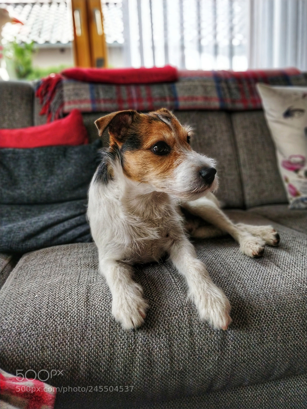 OnePlus 5T sample photo. Jack russel photography