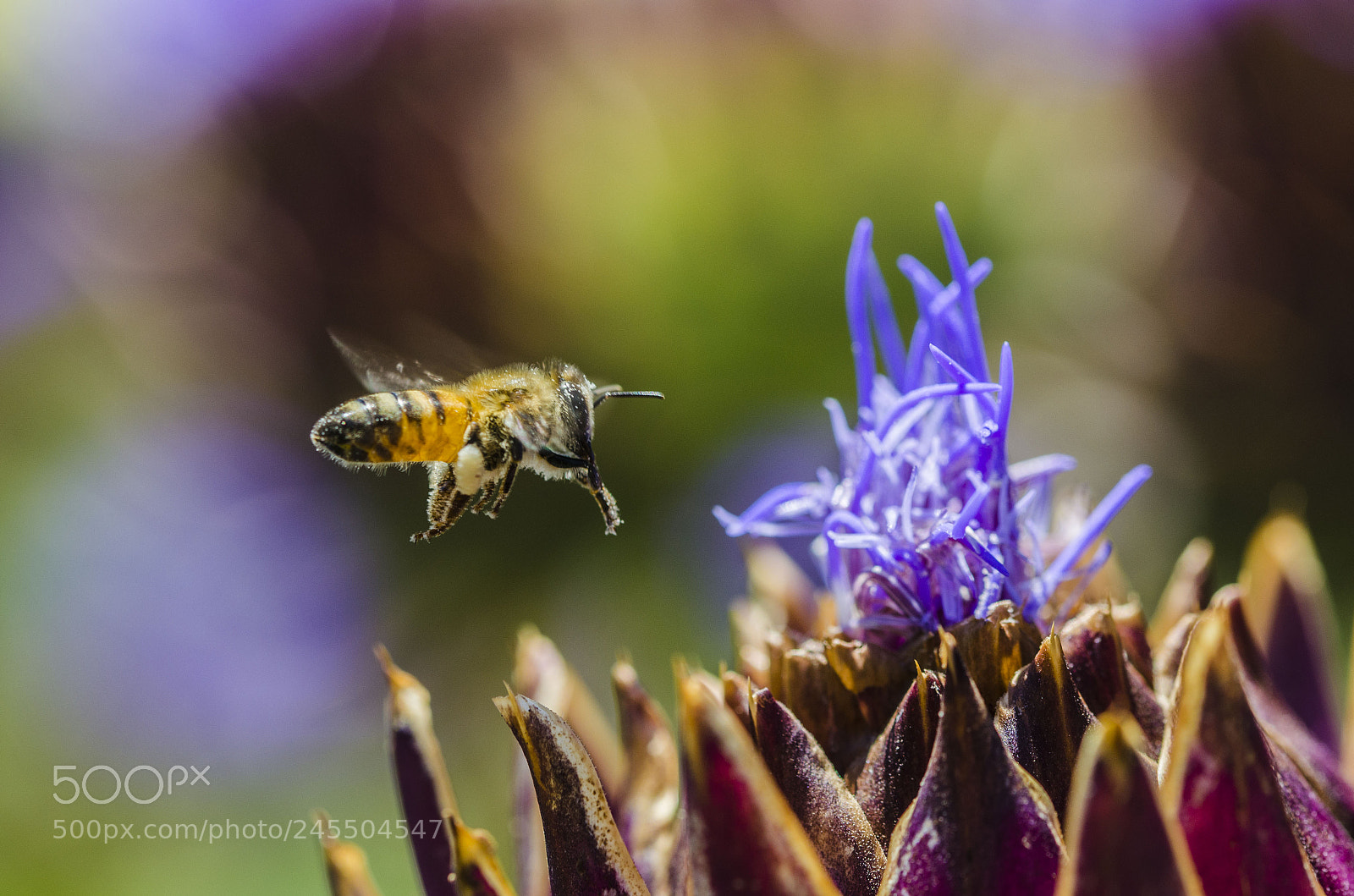 Nikon D5100 sample photo. Bee photography