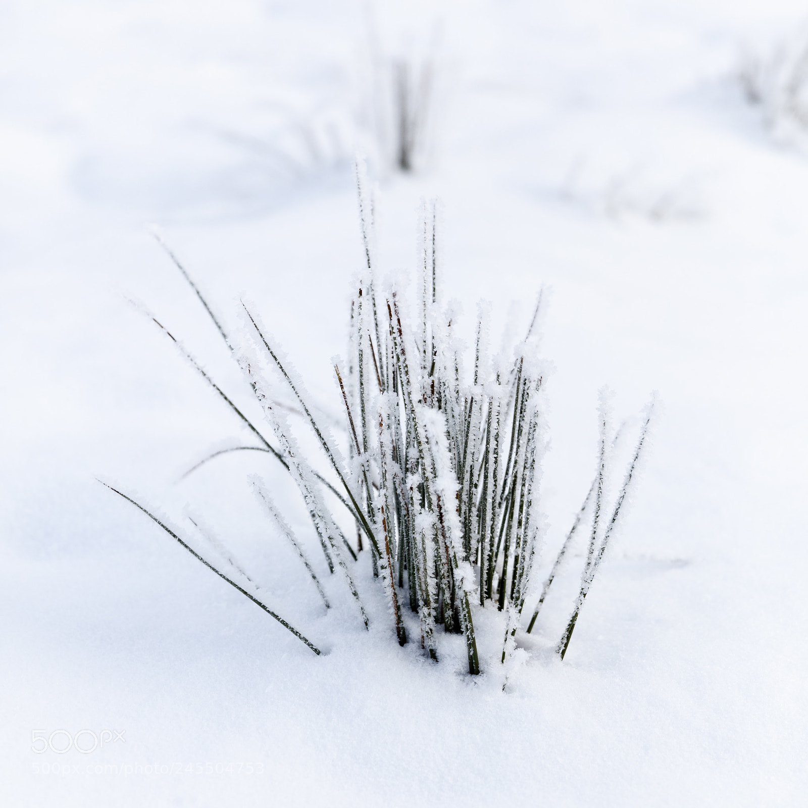 Canon EOS 5DS R sample photo. Winter grass photography