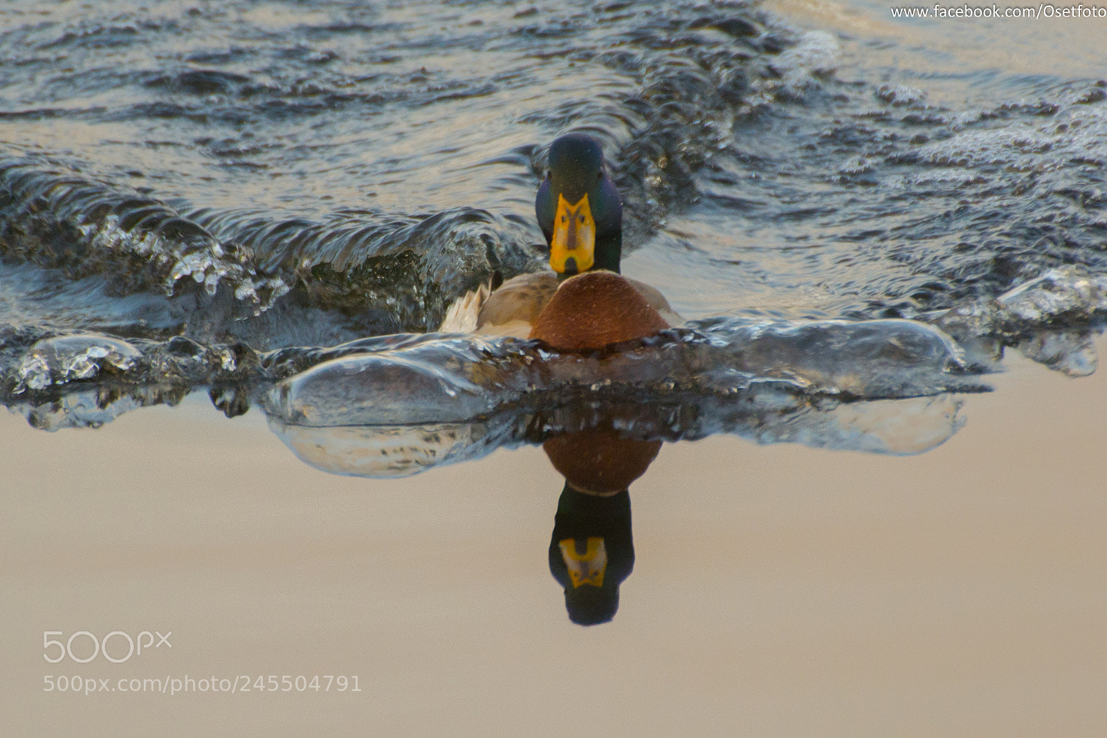 Nikon D5200 sample photo. Turbo duck photography