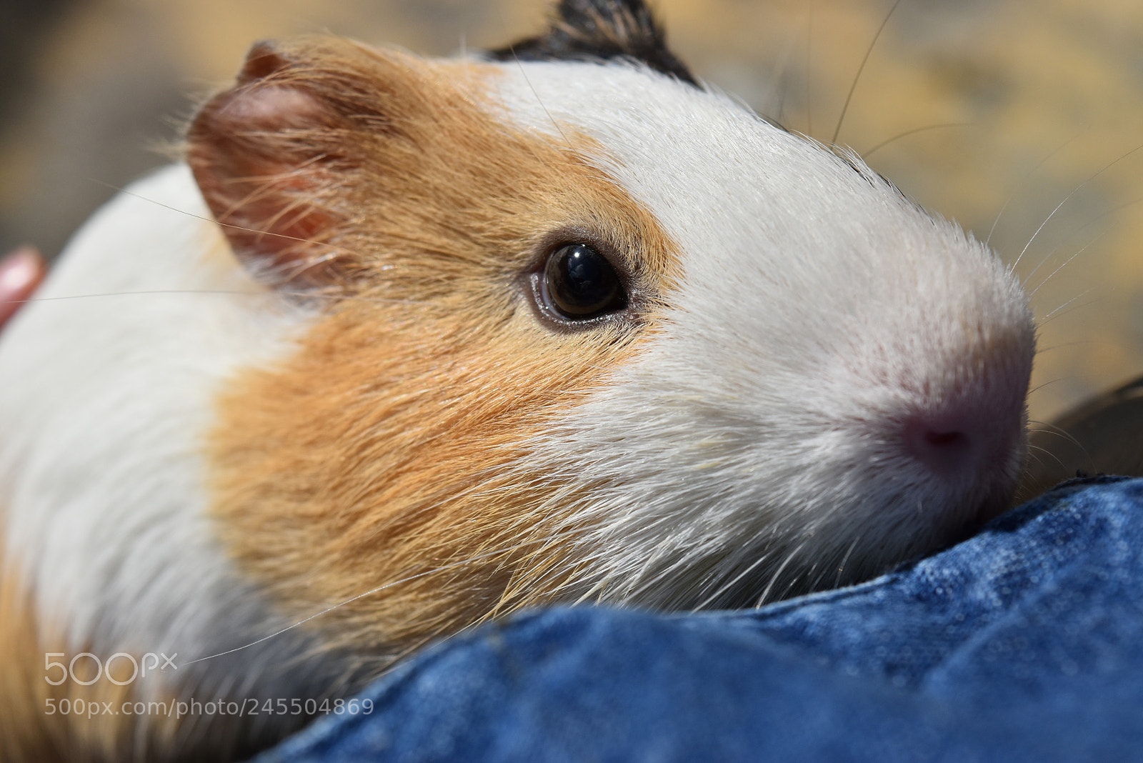 Nikon D5500 sample photo. Mascota photography