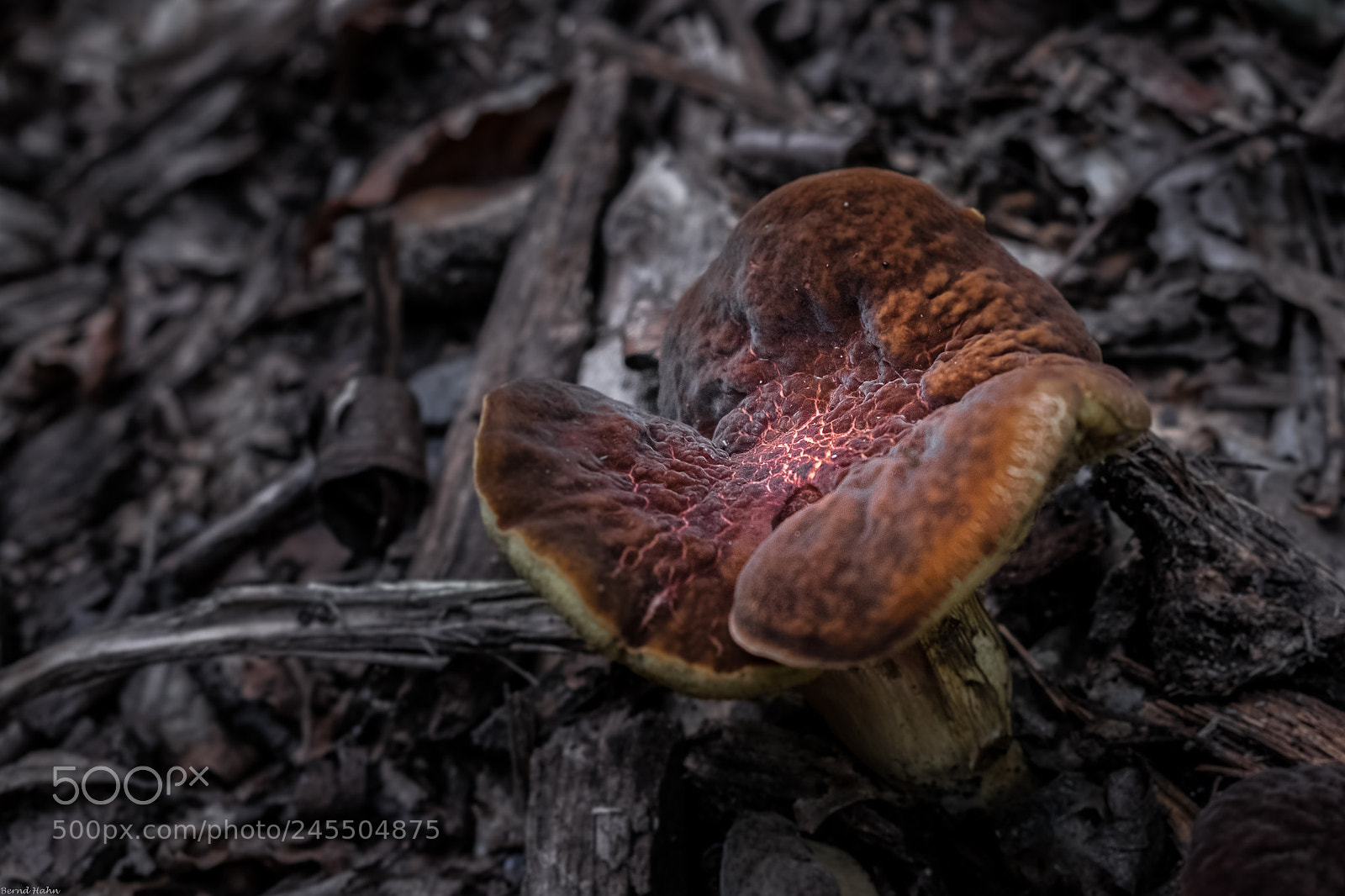 Fujifilm X-T1 sample photo. Glowing mushroom photography